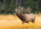 Bull Elk